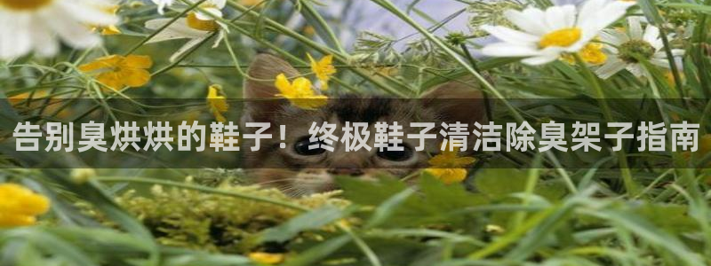 尊龙凯时人生就博：告别臭烘烘的鞋子！终极鞋子清洁除臭架子