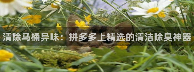 尊龙ag旗舰厅下载：清除马桶异味：拼多多上精选的清洁除臭