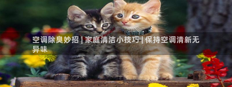 尊龙d88现金 旧版本可靠送38元：空调除臭妙招 | 家