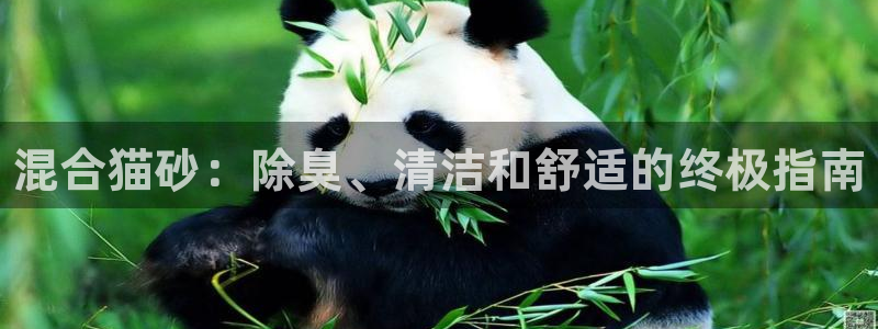 尊龙凯时台子：混合猫砂：除臭、清洁和舒适的终极指南