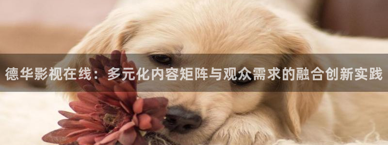 汤姆影院360：德华影视在线：多元化内容矩阵与观众需求的融合创新实践